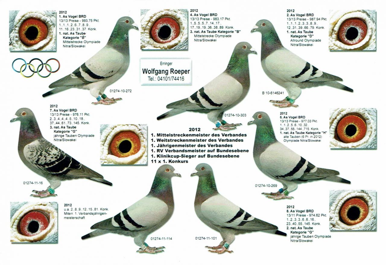 Roeper Tauben