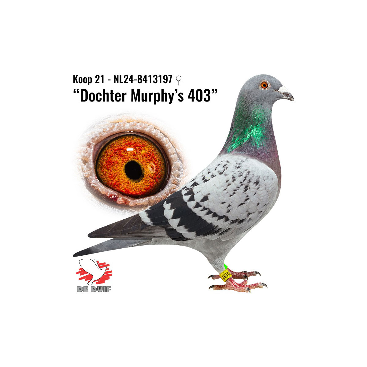 NL 24-8413197